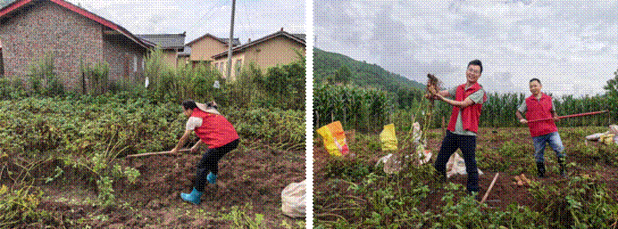 工作队在田间与农户一起挖土豆