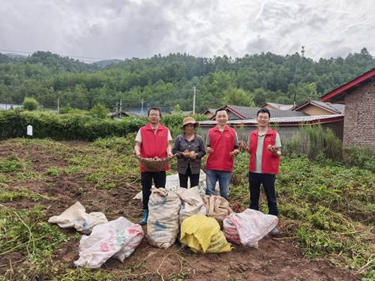 农户种植的土豆喜获丰收