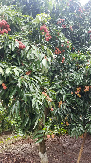 宜宾市叙州区大塔荔枝熟了