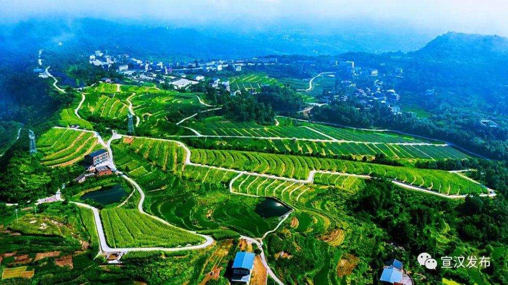 四川宣汉高标准农田稻香飘农民喜迎丰收笑